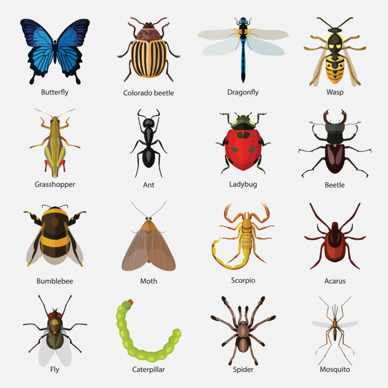 Tên tiếng Anh của các loại côn trùng